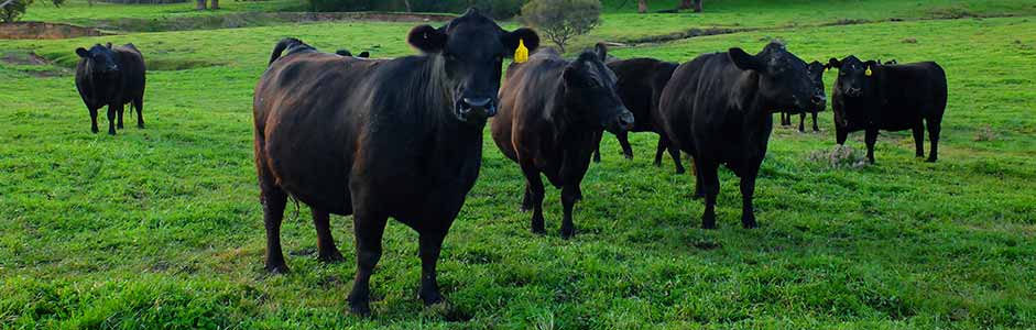 Blang Angus rundvlees DeVleesboerderij.nl